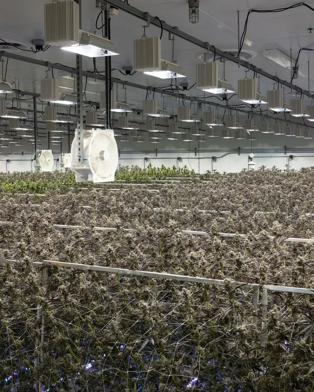 Rows of mature Cookies flower in an indoor cultivation room