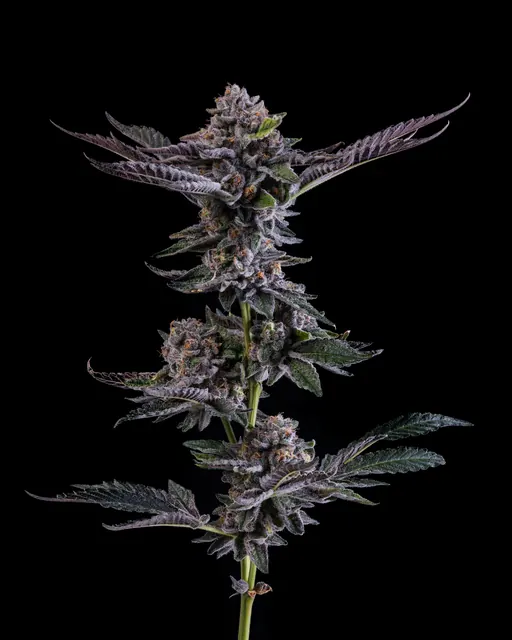 Adios Mother F*cker flower