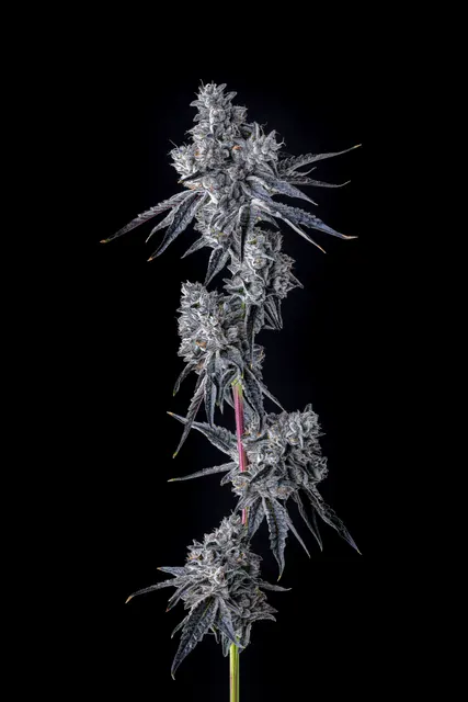 BernieHana Butter flower