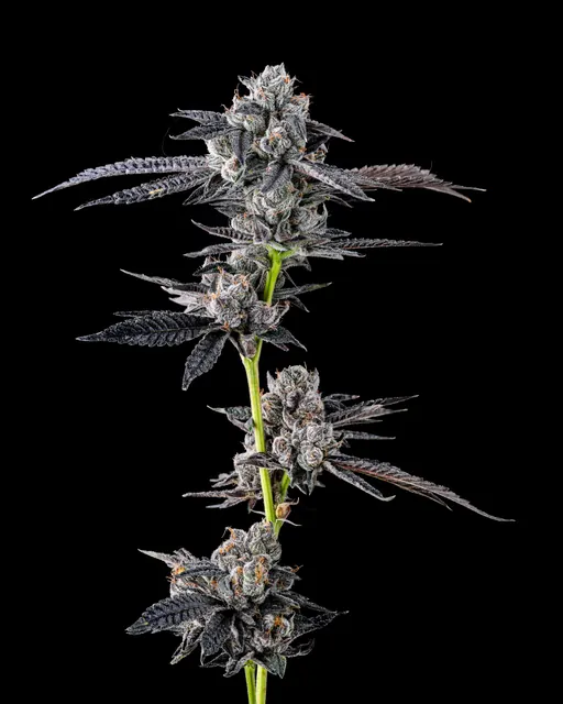 Black Cherry Gelato flower