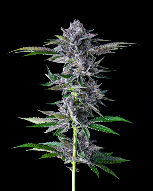 Blackberry Caviar flower