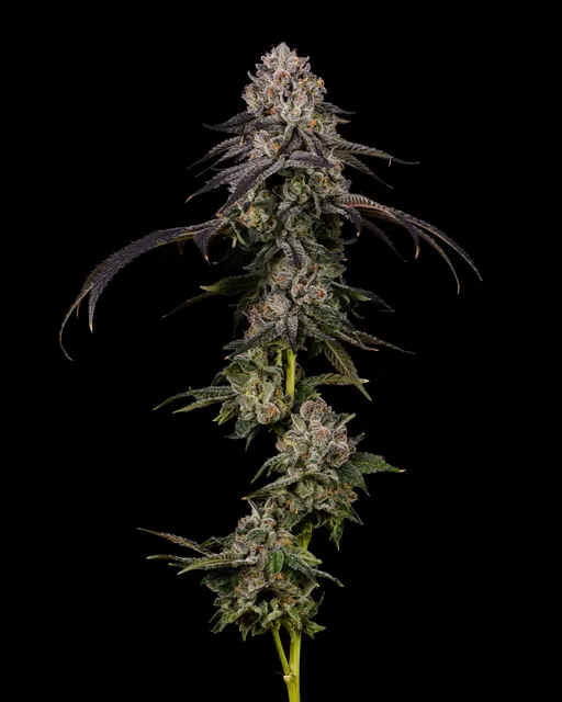 Blueberry Caviar flower