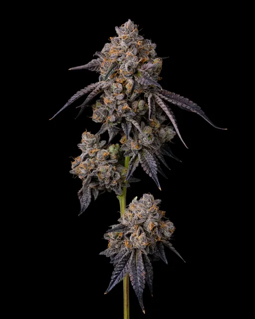 London Pound Cake 75 flower