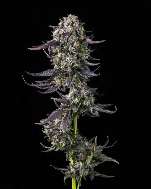 Long Island flower