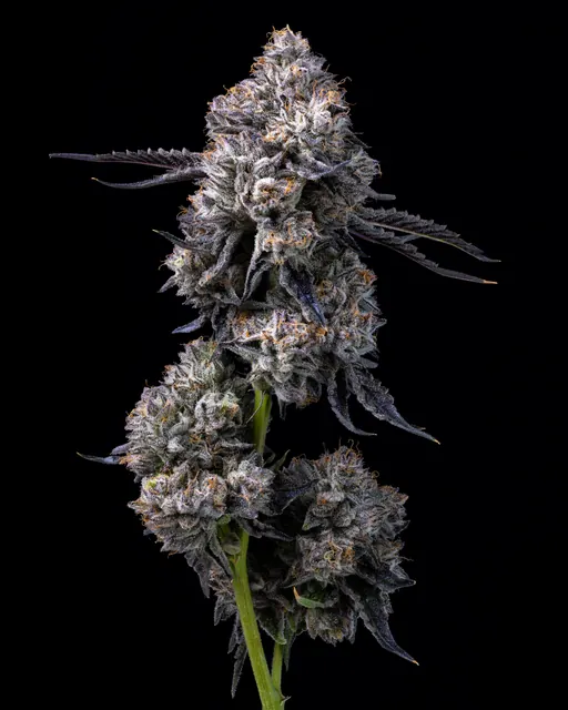 Ridgeline Lantz flower