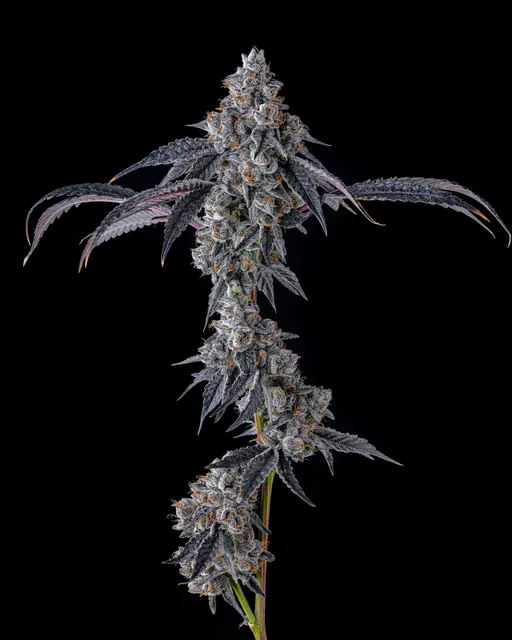 Tequila Sunrise flower