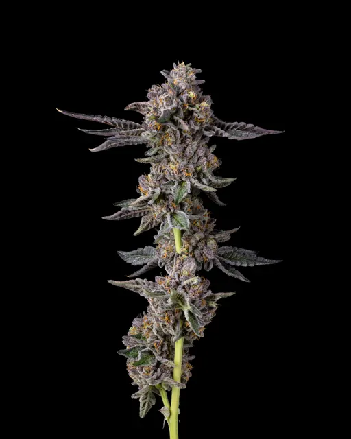 Triple Scoop flower